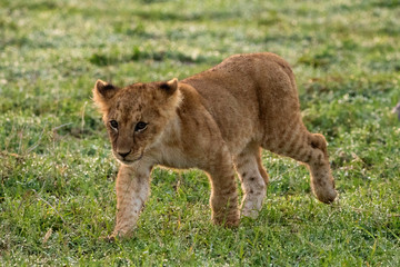 Lion Cub Dew