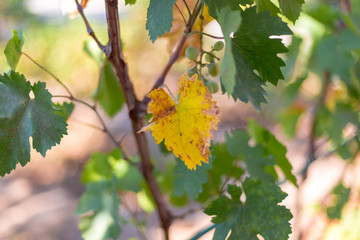 grape leaves - vineyard in sunny weather