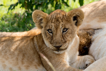 Lion Cub