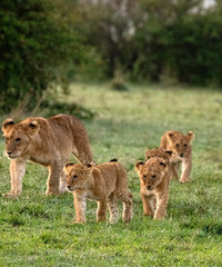 Lion Cub Line