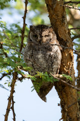 Little Owl