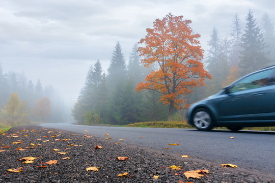 new asphalt road through forest in fog. car driving by in to the distance. mysterious autumn scenery in the morning. tree in orange foliage, some leaves on the ground. gloomy overcast weather.