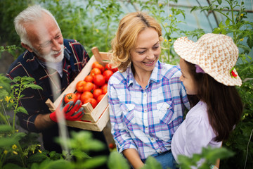 Obraz premium Grandfather growing organic vegetables with grandchildren and family at farm