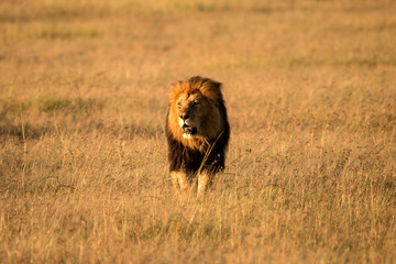 Male Lion Savannah