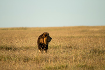 Male Lion Savannah