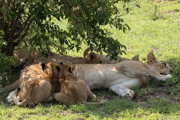 Fototapeta premium Dinner Time