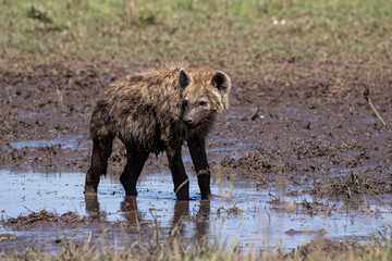 Fototapeta premium Hyena Mud Bath