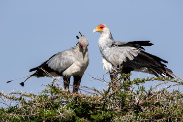 Secretary Bird Pair