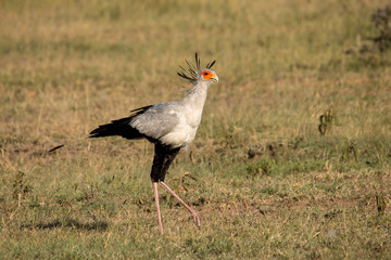 Secretary Bird