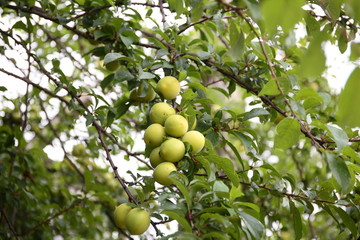 Yellow plums