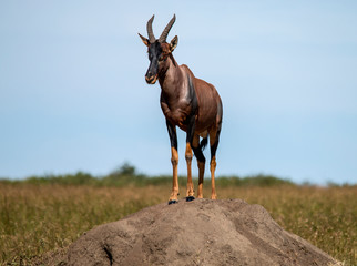 Topi Lookout