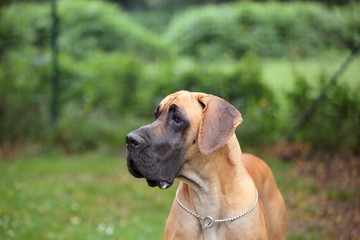 Great Dane portrait
