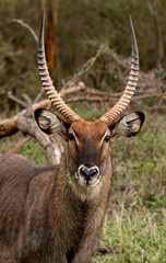Waterbuck Portrait