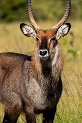 Waterbuck Portrait