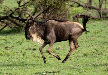 Wildebeest Mid-Air