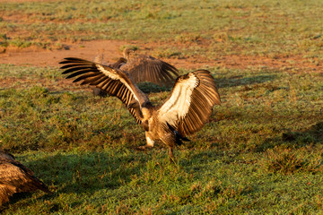 White Backed Vulture Landing