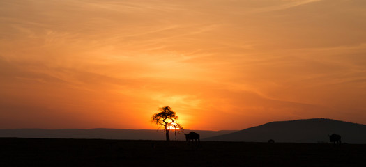 Wildebeest Sunrise