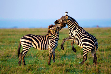 Fototapeta na wymiar Zebras Playing