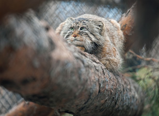 Fototapeta premium Pallas's cat (Otocolobus manul). Manul is living in the grasslands and montane steppes of Central Asia. Cute furry adult manul on the branches of a tree