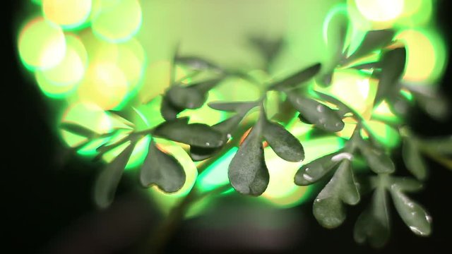 Close-Up Of Rotating Ruta Graveolens, Common Rue Illuminated By Yellow Light. Loop Video.