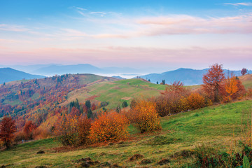 rural area in mountains at dawn. beautiful countryside autumn scenery. trees on rolling hills in fall foliage. clouds above the distant ridge an foggy valley. gorgeous purple sky