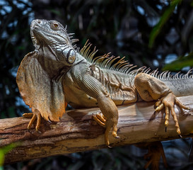 Green iguana male. Latin name - Iguana iguana