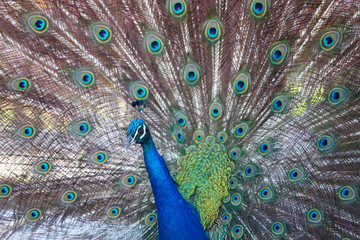 Obraz premium peacock with feathers out