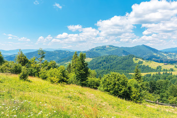 Naklejka premium wonderful summer afternoon in mountains. trees on the hill in green foliage. sunny weather with fluffy clouds on the sky. traditional carpathian countryside landscape with rolling hills