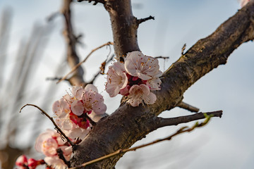 cherry blossom in spring