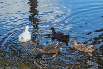 Three types of ducks walk by the pond. White, black, brown duck