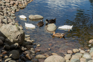 Three types of ducks walk by the pond. White, black, brown duck