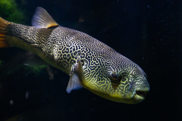 The Salt Water Puffer fish close-up underwater