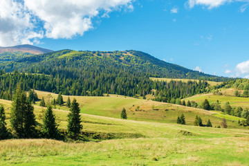 Obraz premium wonderful autumn afternoon in mountains. spruce trees on the rolling hills. sunny weather with puffy cloudscape on the blue sky. carpathian countryside landscape of borzhava ridge