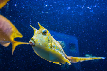 Longhorn cowfish, latin name Lactoria cornuta, also called the horned boxfish. Its primary habitat is coral reefs in lagoons, on reef flats