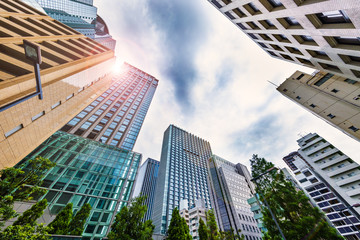 新緑の木とビル群