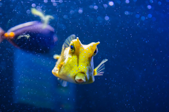 Longhorn cowfish, latin name Lactoria cornuta, also called the horned boxfish. Its primary habitat is coral reefs in lagoons, on reef flats