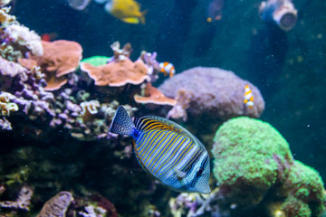Blue Tang Surgeon Fish - Paracanthurus hepatus. Wonderful and beautiful underwater world with corals and tropical fish.