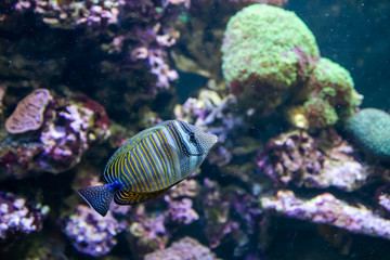 Blue Tang Surgeon Fish - Paracanthurus hepatus. Wonderful and beautiful underwater world with corals and tropical fish.