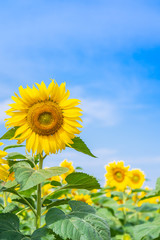 Sunflower blooming in field