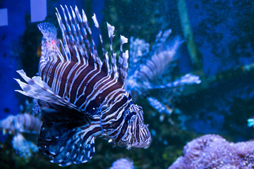 Lionfish. Wonderful and beautiful underwater world with corals and tropical fish.