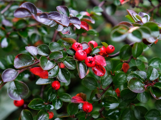 Barberry bush with berries