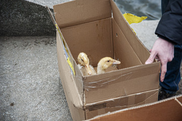 Two wet frozen duckling huddled in the corner of a cardboard box. Male hand holds the edge of the box with ducklings