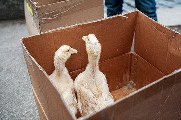 Two wet frozen duckling huddled in the corner of a cardboard box. 