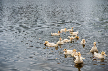 Ducklings swim in a city pond on a cloudy autumn day.