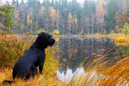 Big black dog on the lake in the autumn forest