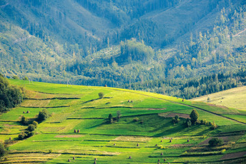 beautiful rural area of carpathian mountains. trees and agricultural fields on hills. landscape in dappled light. forest on the distant ridge. sunny weather