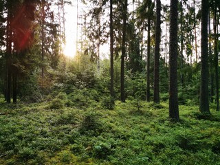 morning in the forest \ Mazury \Polska