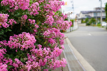 Fototapeta na wymiar 初夏に咲く花