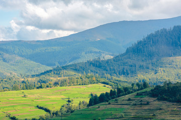 Obraz premium piękny wiejski obszar Karpat. drzewa i pola uprawne na wzgórzach. krajobraz w cętkowanym świetle. las na odległej grani. słoneczna pogoda z puszystymi chmurami na niebieskim niebie
