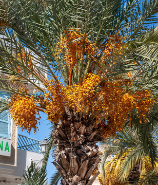 A date palm tree growing big clusters of dates just under the palm’s fronds. 